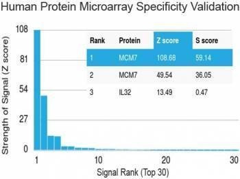 Anti-MCM7 Antibody, Sodium Azide Free