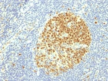 Anti-MCM7 Antibody, Sodium Azide Free