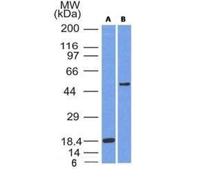 Anti-SOX10 Antibody, Sodium Azide Free