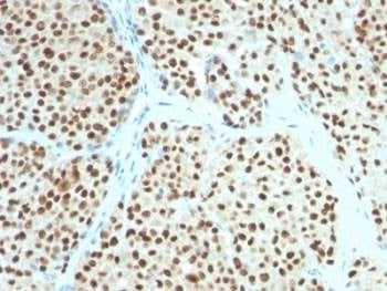Anti-SOX10 Antibody, Sodium Azide Free