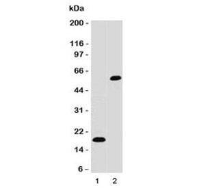 Anti-SOX10 Antibody