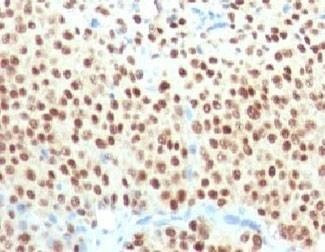 Anti-SOX10 Antibody, Sodium Azide Free