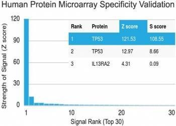 Anti-p53 / TP53 (C-Terminal Region) Antibody, Sodium Azide Free