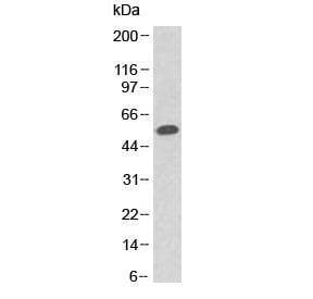 Anti-p53 / TP53 (N-Terminal Region) Antibody, Sodium Azide Free
