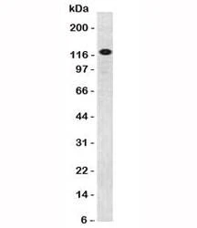 Anti-CD31 Antibody, Sodium Azide Free