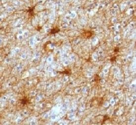 Anti-GFAP Antibody, Sodium Azide Free
