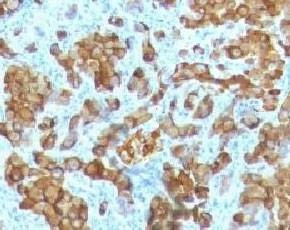 Anti-Melan-A Antibody, Sodium Azide Free