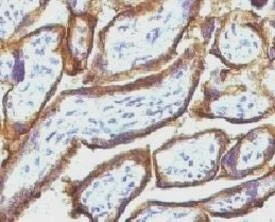 Anti-EGFR Antibody, Sodium Azide Free