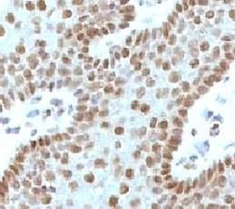 Anti-c-Myc Antibody