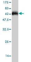 Anti-ARPC2 Antibody