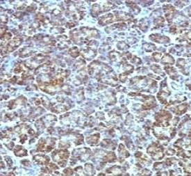 Anti-Mitochondrial Antibody, Sodium Azide Free