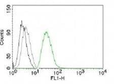 Anti-ODC Antibody