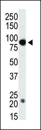 Anti-Dnmt3b Antibody