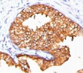 Anti-ODC Antibody, Sodium Azide Free