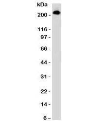 Anti-CD45RB Antibody