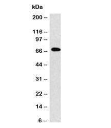 Anti-IgM Antibody, Sodium Azide Free