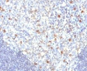 Anti-IgM Antibody, Sodium Azide Free
