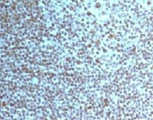 Anti-Nucleoli Marker Antibody, Sodium Azide Free