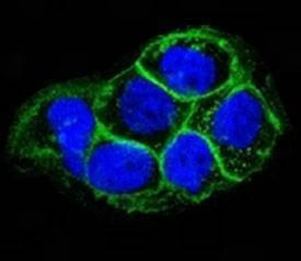 Anti-EGFR Antibody, Sodium Azide Free
