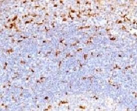 Anti-CD68 Antibody, Sodium Azide Free