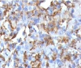 Anti-CD68 Antibody, Sodium Azide Free
