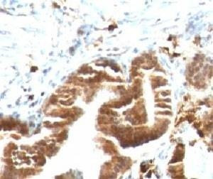 Anti-TOP1MT Antibody, Sodium Azide Free