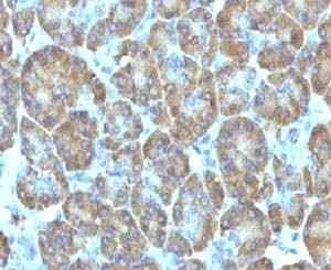 Anti-TOP1MT Antibody, Sodium Azide Free
