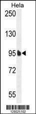 Anti-EFTUD1 (C-term) Antibody