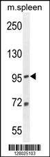 Anti-EFTUD1 (C-term) Antibody