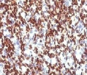 Anti-PAX7 Antibody, Sodium Azide Free