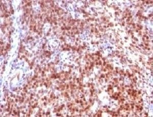 Anti-SUMO-2 Antibody, Sodium Azide Free