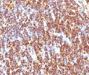 Anti-SUMO-2 Antibody, Sodium Azide Free