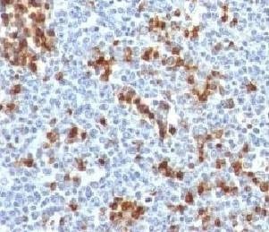 Anti-Kappa Antibody, Sodium Azide Free