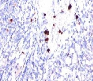 Anti-G-CSF Antibody, Sodium Azide Free