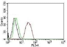 Anti-Estrogen Receptor beta Antibody