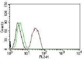 Anti-Estrogen Receptor beta Antibody, Sodium Azide Free