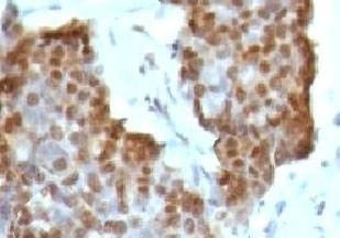 Anti-Estrogen Receptor beta Antibody, Sodium Azide Free