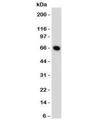 Anti-Estrogen Receptor Antibody, Sodium Azide Free
