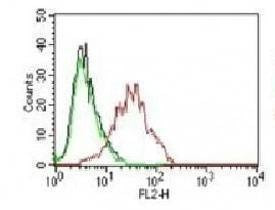 Anti-ER Antibody, PE
