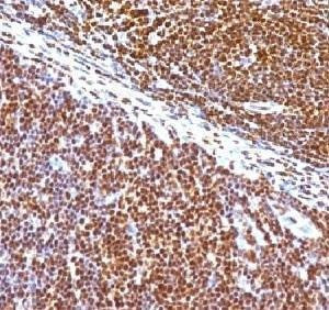 Anti-SUMO1 Antibody