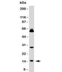 Anti-SUMO1 Antibody, Sodium Azide Free