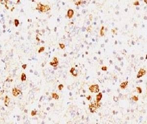 Anti-FSH-beta Antibody, Sodium Azide Free