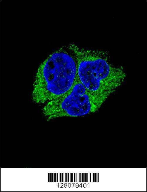 Anti-SERPINI1 (N-term) Antibody