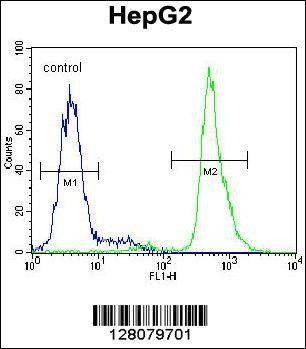 Anti-SERPINI1 (N-term) Antibody