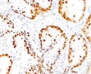 Anti-TTF1 Antibody, Sodium Azide Free