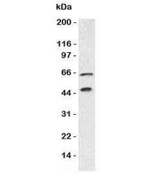 Anti-Chromogranin A Antibody, Sodium Azide Free