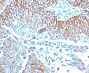 Anti-TRIM29 Antibody, Sodium Azide Free