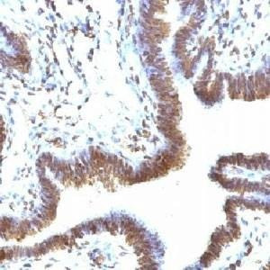 Anti-EMI-1 Antibody, Sodium Azide Free