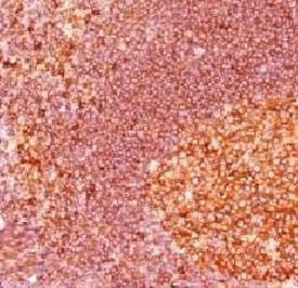 Anti-MALT1 Antibody, Sodium Azide Free
