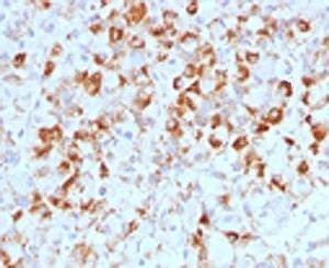 Anti-LHB Antibody, Sodium Azide Free